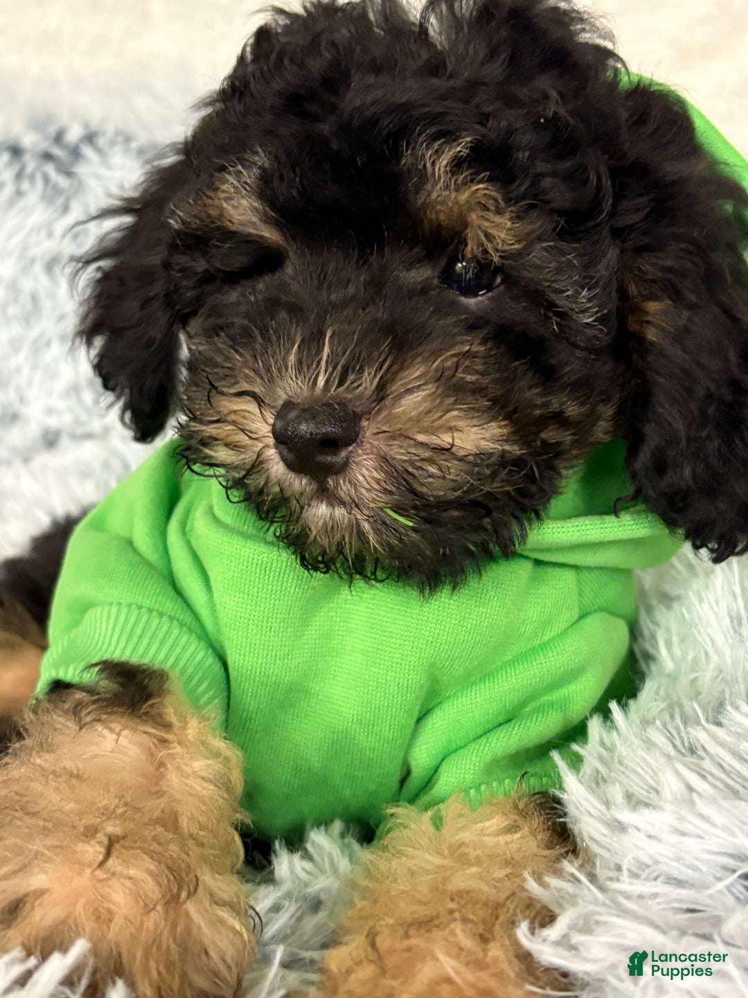 Miniature Poodle dogs for sale: Mica - Image 4