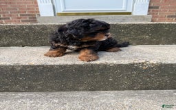 Miniature Poodle dogs for sale: Mela - Image 3