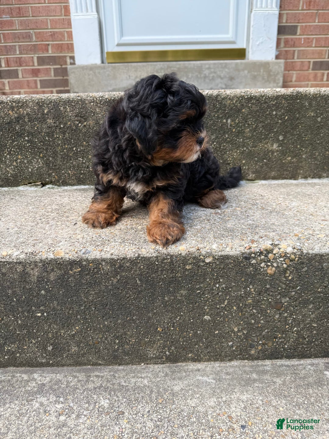 Miniature Poodle dogs for sale: Mela - Image 3