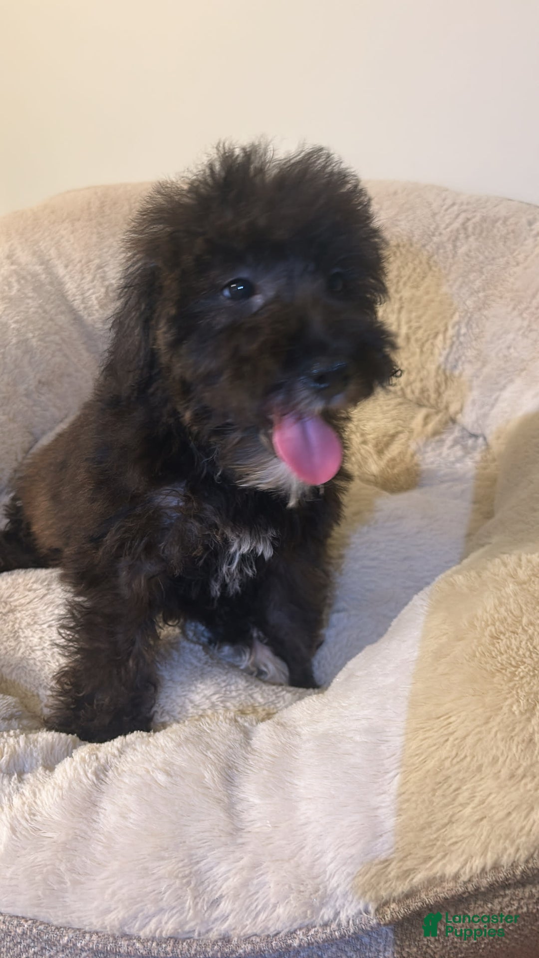 Schnoodle dogs for sale: Max - Image 1