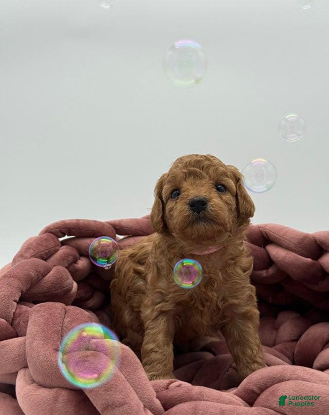 Toy Poodle dogs for sale: Nova - Image 10