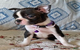 Boston Terrier dogs for sale: Piper - Image 4