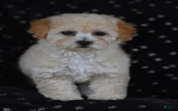 Miniature Poodle dogs for sale: Sierra - Image 2