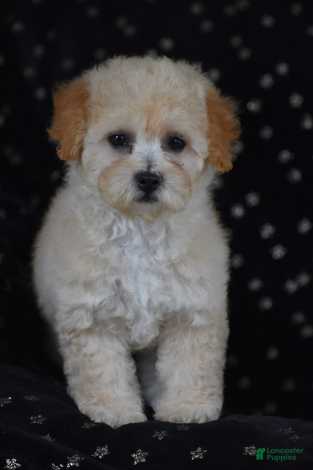 Miniature Poodle dogs for sale: Sierra - Image 2