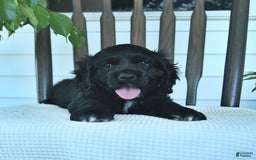 Cocker Spaniel dogs for sale: Aladdin - Image 4