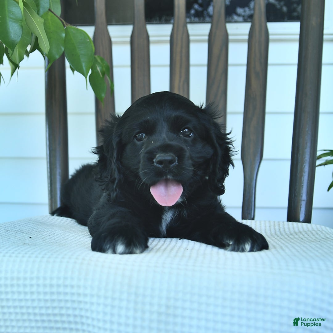 Cocker Spaniel dogs for sale: Aladdin - Image 4