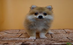 Pomeranian dogs for sale: Taryn - Image 8