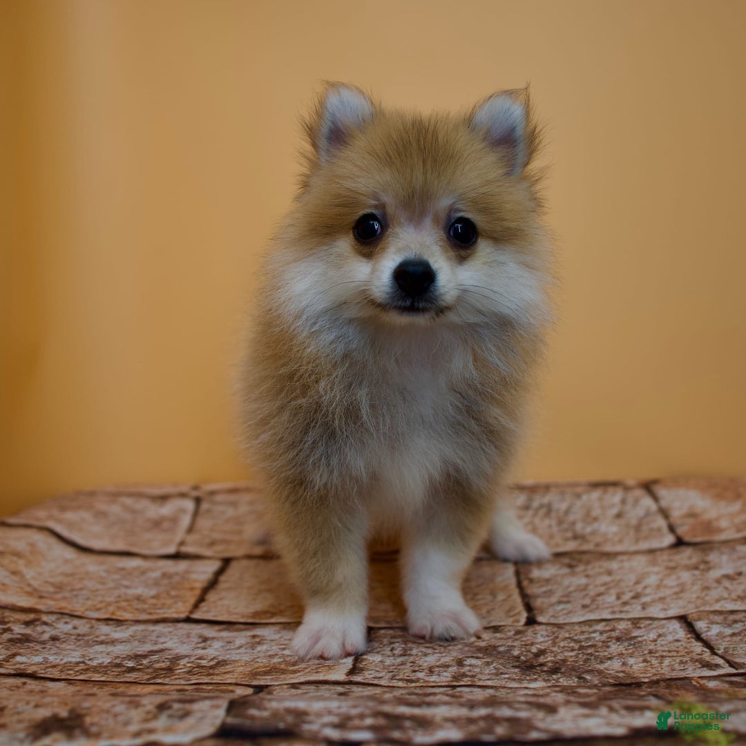 Pomeranian dogs for sale: Taryn - Image 8