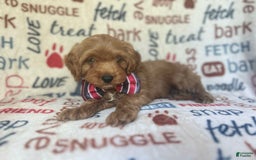 Cavapoo dogs for sale: Trooper - Image 11