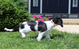 Cavalier King Charles Spaniel dogs for sale: Toby - Image 22