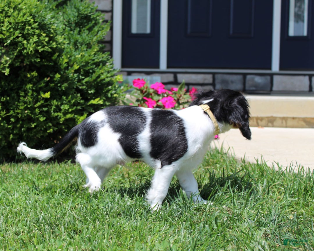 Cavalier King Charles Spaniel dogs for sale: Toby - Image 22