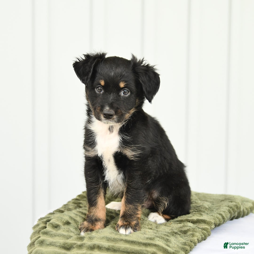 Miniature Australian Shepherd dogs for sale: Barkley - Image 2