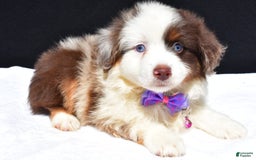 Miniature Australian Shepherd dogs for sale: June - Image 10