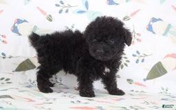 Toy Poodle dogs for sale: Bennet - Image 1
