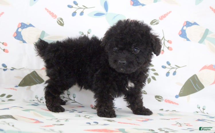 Toy Poodle dogs for sale - Ad 4
