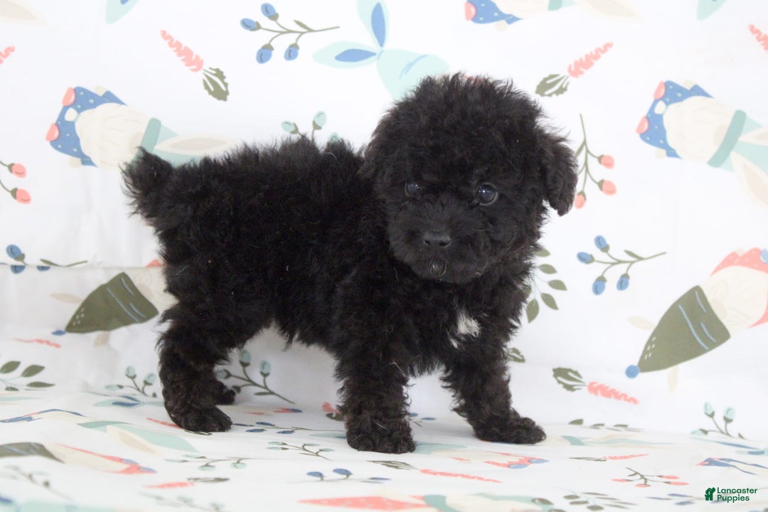 Toy Poodle dogs for sale: Bennet - Image 1
