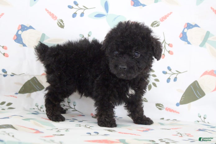 Toy Poodle dogs for sale - Ad 4