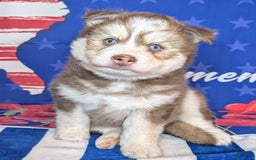 Pomsky dogs for sale: Hank - Image 1