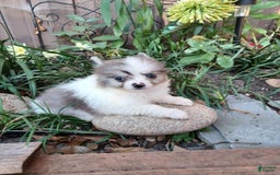 Pomeranian dogs for sale: Hank - Image 2
