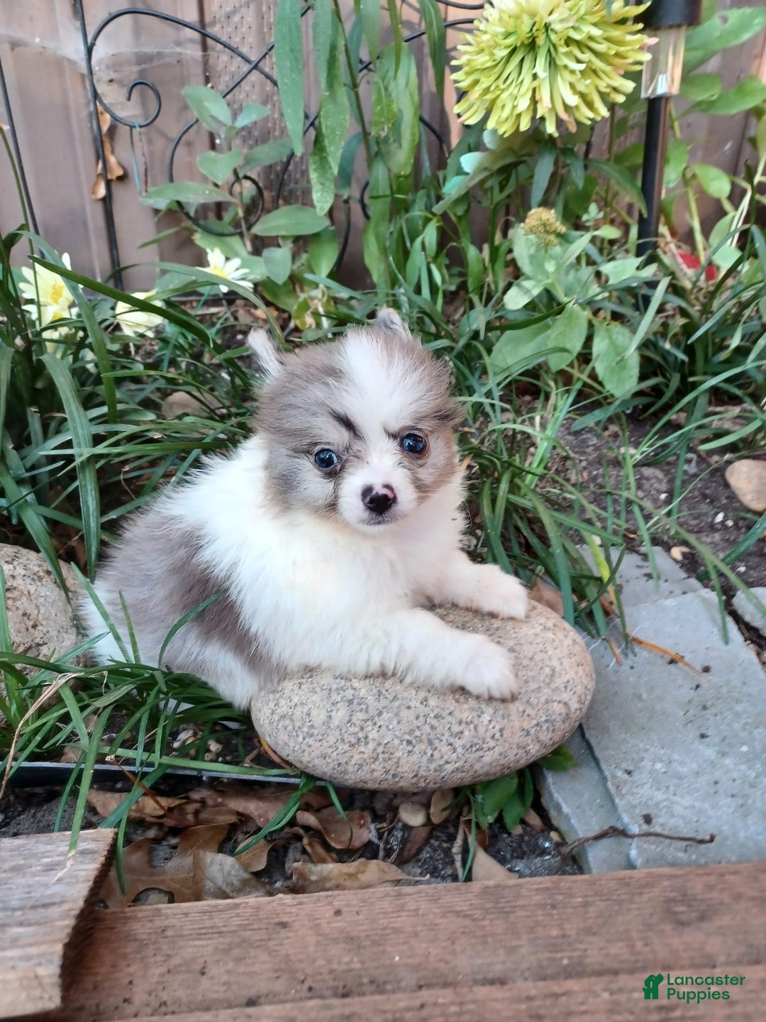 Pomeranian dogs for sale: Hank - Image 2
