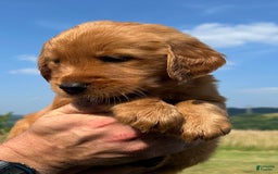 Golden Retriever dogs for sale: Fin - Image 1
