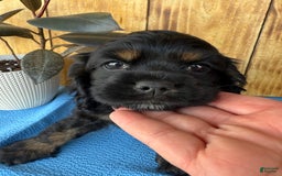Cocker Spaniel dogs for sale: Tara - Image 12