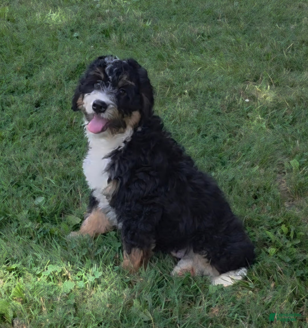 Mini Bernedoodle dogs for sale: Hazel - Image 1