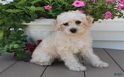 Schnoodle dogs for sale: Stacy - Image 12