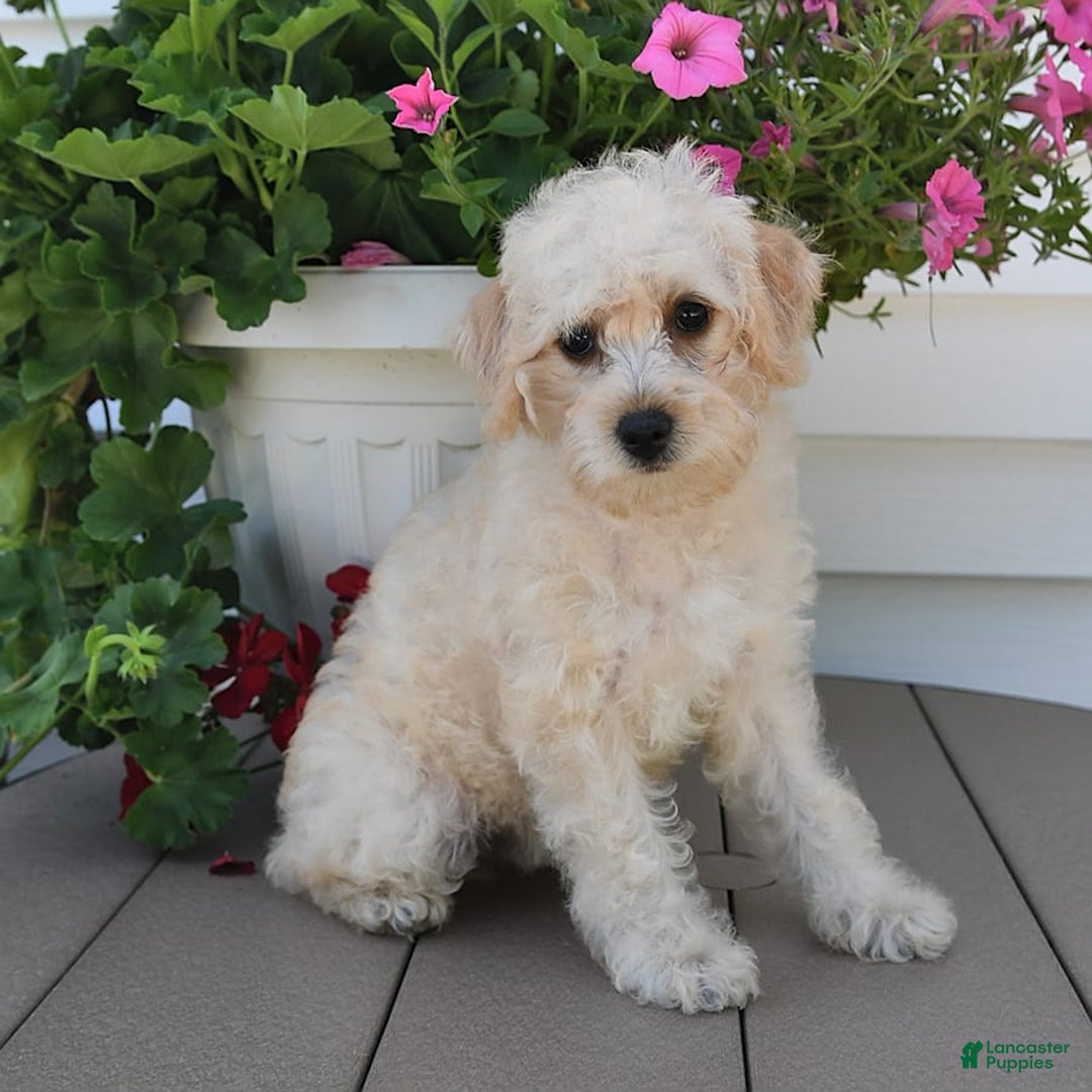 Schnoodle dogs for sale: Stacy - Image 12