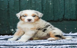 Australian Shepherd dogs for sale: Atlas - Image 15