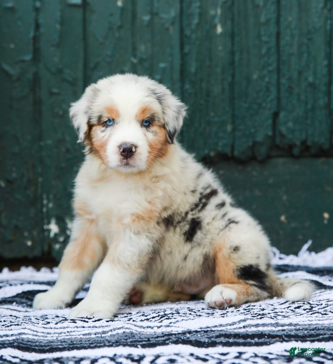 Australian Shepherd dogs for sale: Atlas - Image 15