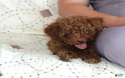 Toy Poodle dogs for sale: Eleanor - Image 26