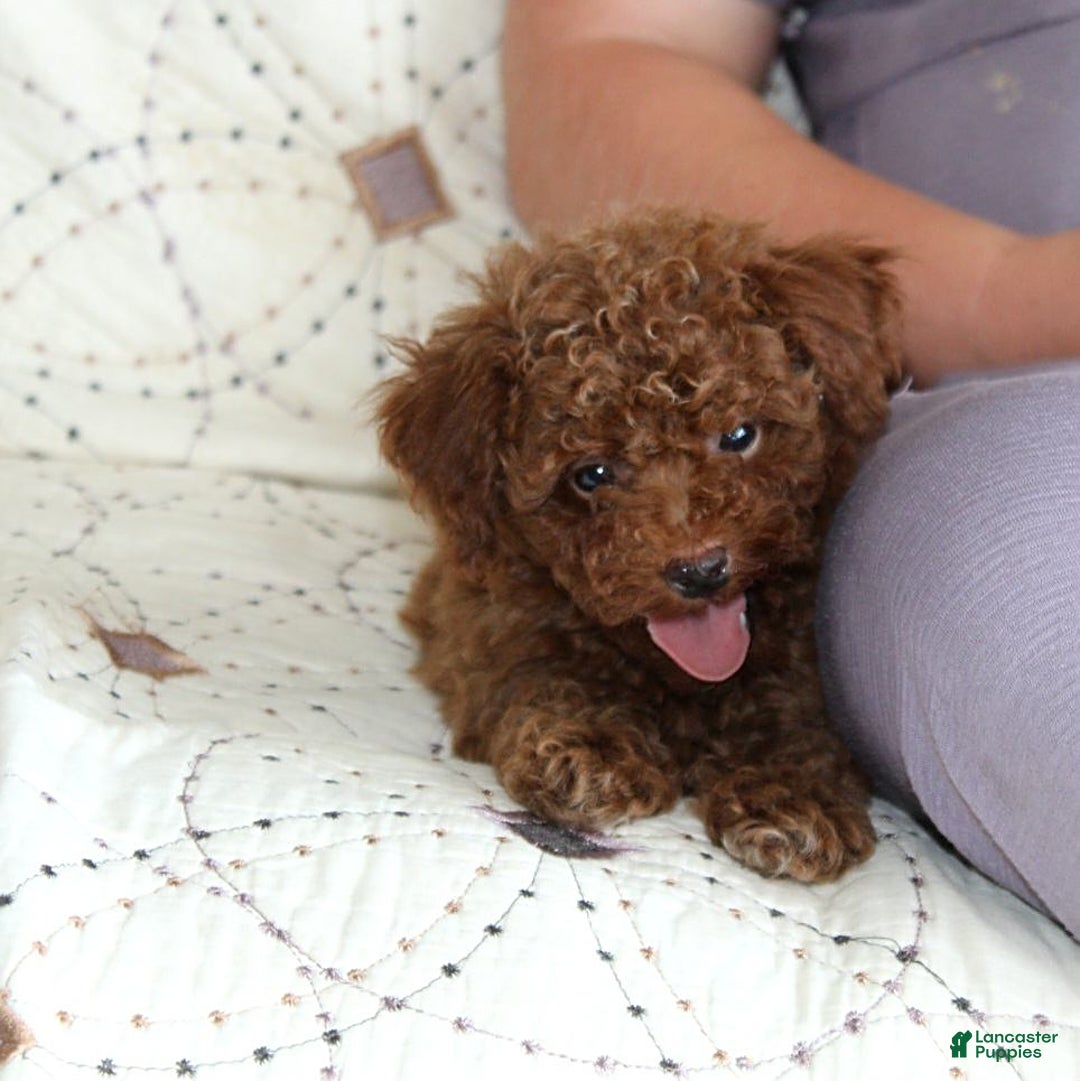Toy Poodle dogs for sale: Eleanor - Image 26