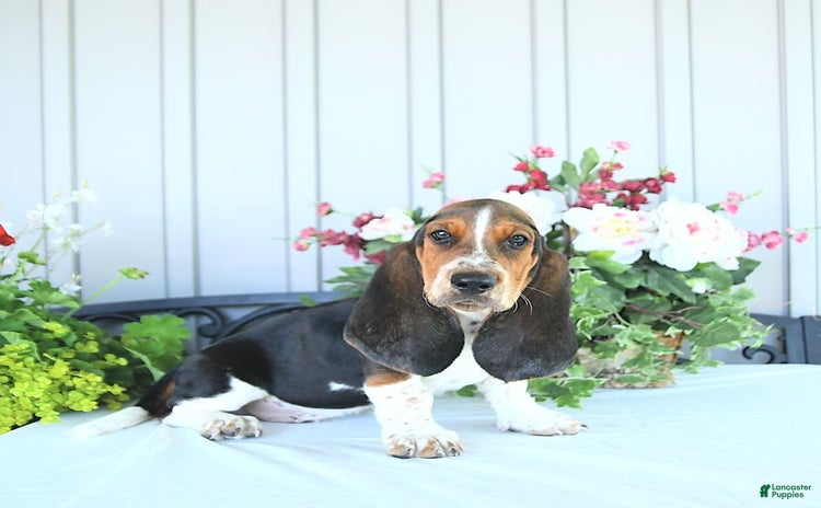 Basset Hound dogs - Advert 35