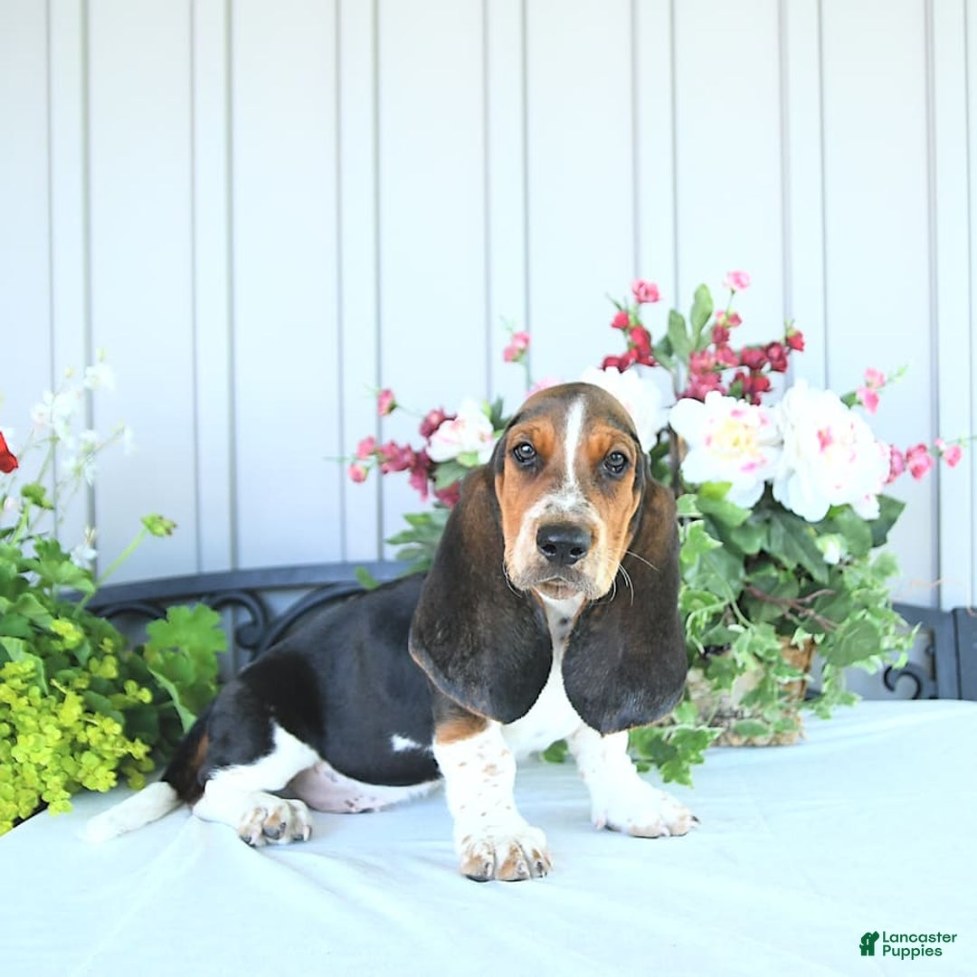 Basset Hound dogs for sale: Victor - Image 7