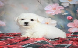 Bichon Frise dogs for sale: Jasper - Image 3