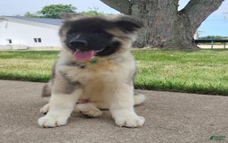 categoriesInfo:categoryAttributeOptions.dogs.breed.americanAkita dogs for sale: AKC Deisel - Image 2