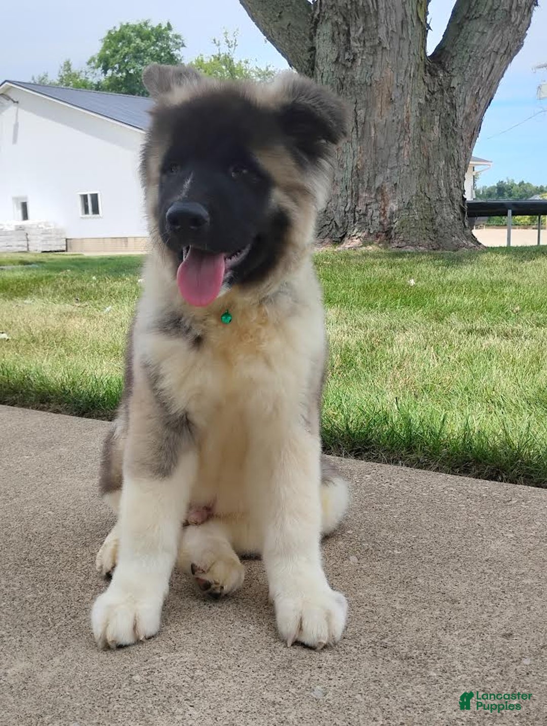 categoriesInfo:categoryAttributeOptions.dogs.breed.americanAkita dogs for sale: AKC Deisel - Image 2