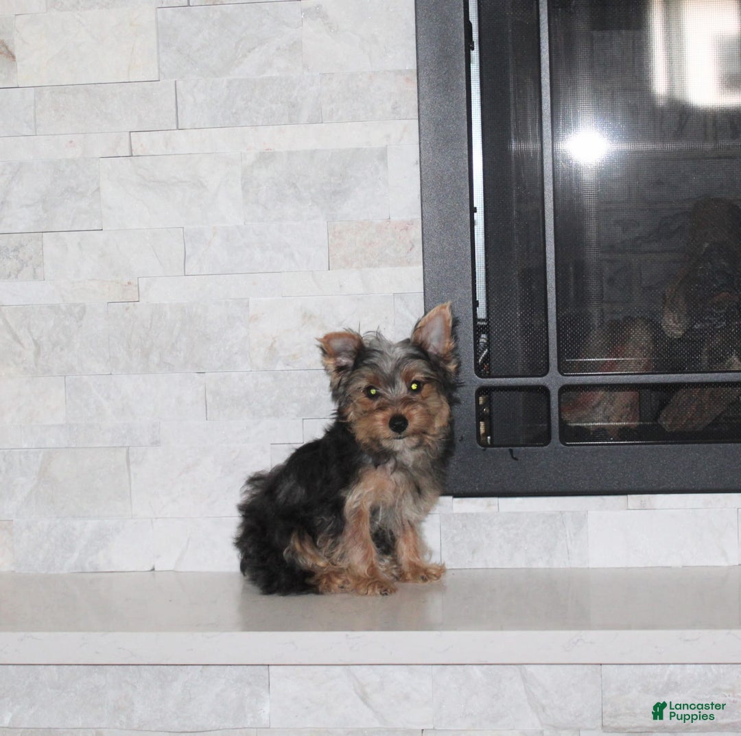 Yorkshire Terrier dogs for sale: Prince - Image 1