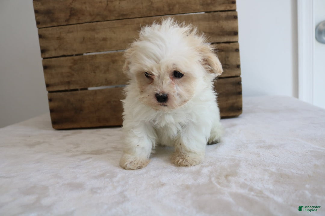 Teddy Bear dogs for sale: Karly - Image 6