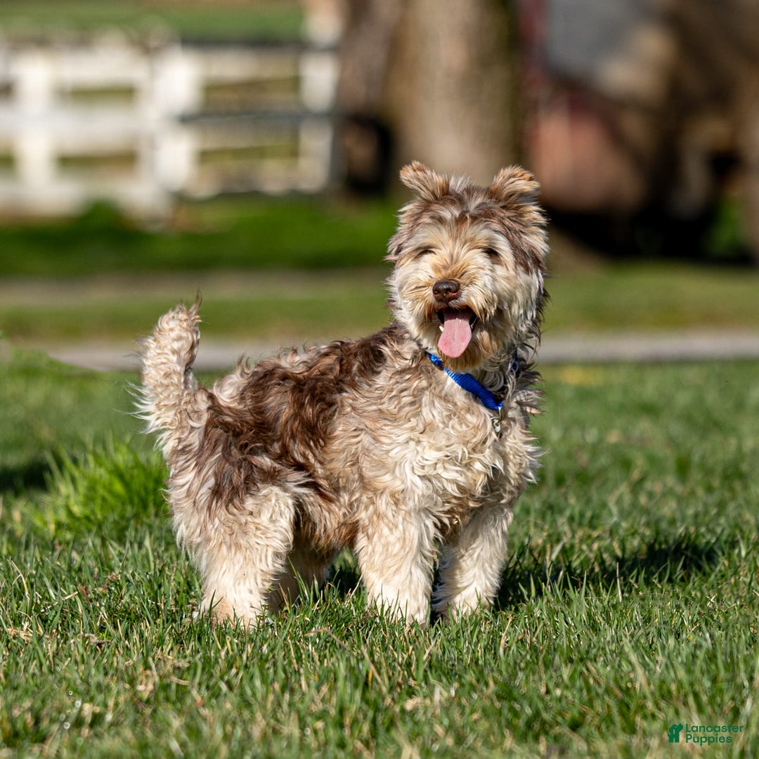 Boxer dogs for sale: Bear - Image 16