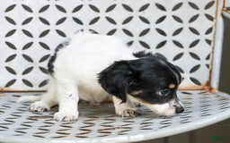 Chihuahua dogs for sale: Chihuahua 3 puppies - Image 5