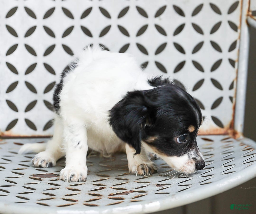 Chihuahua dogs for sale: Chihuahua 3 puppies - Image 5
