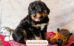 Bernedoodle dogs for sale: Wrangler - Image 9