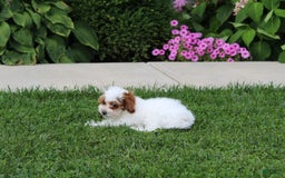 Miniature Poodle dogs for sale: Lily - Image 24