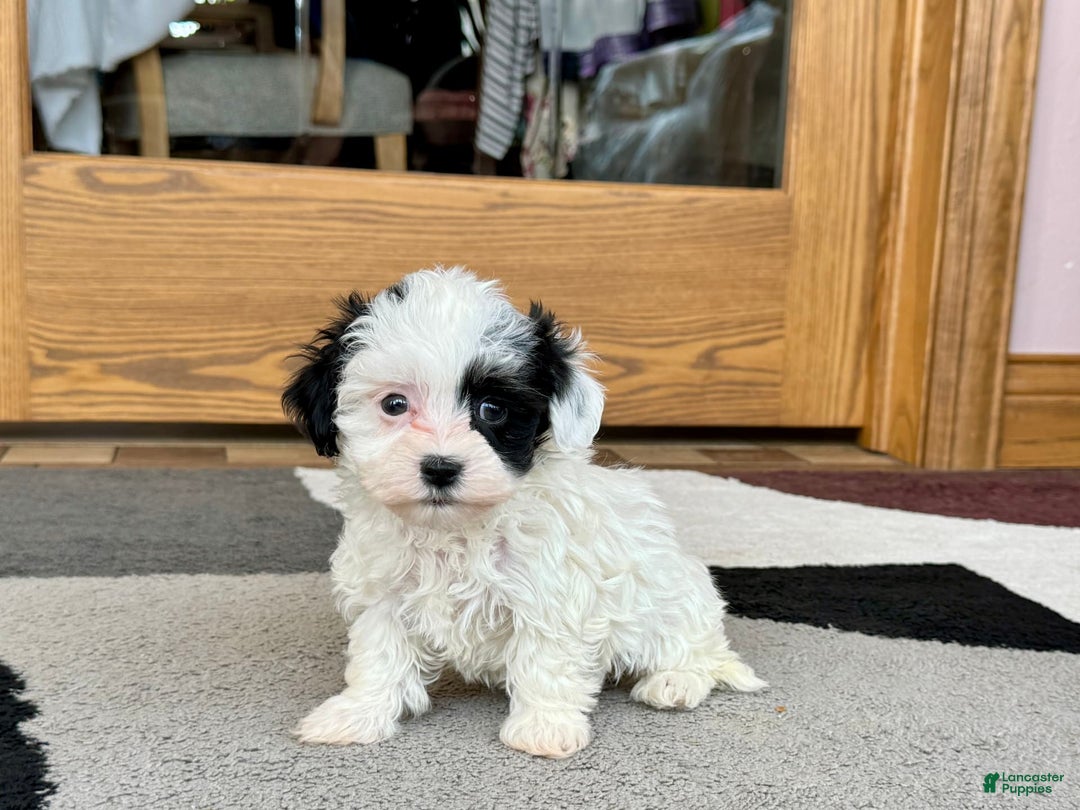 Havanese dogs for sale: Leona - Image 2
