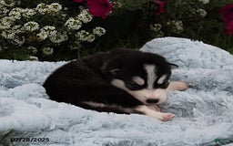 Alaskan Malamute dogs for sale: Willow - Image 3