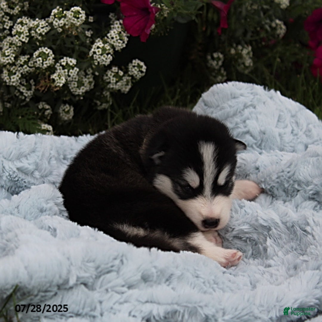 Alaskan Malamute dogs for sale: Willow - Image 3