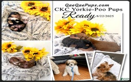 Standard Poodle dogs for sale: Yorkie-poo Pups - Image 1