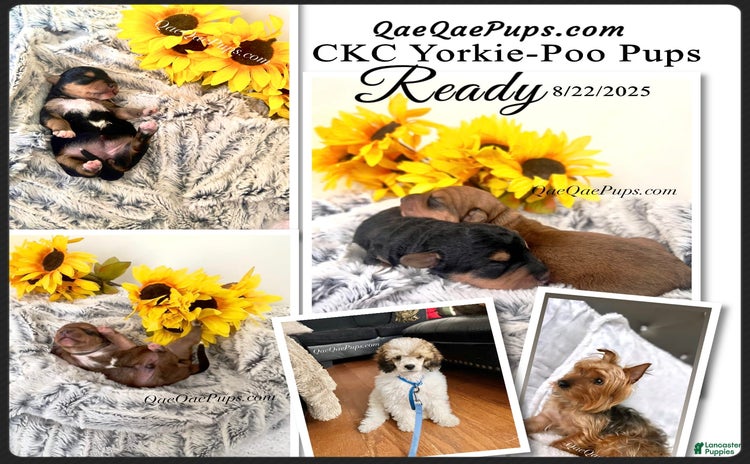 Standard Poodle dogs for sale - Ad 1